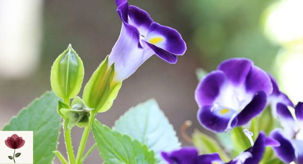 Wishbone Flower