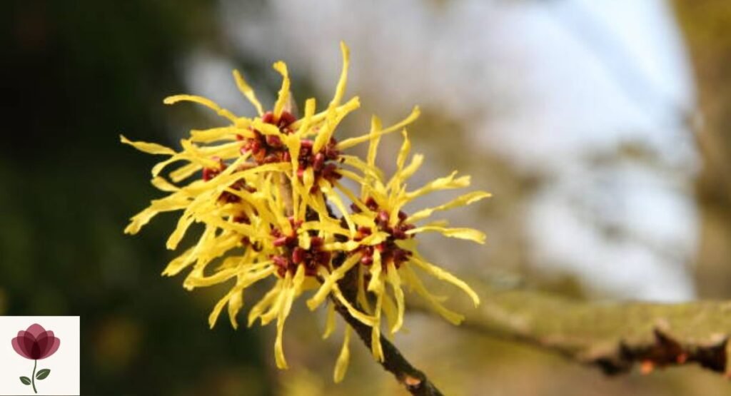 Witch Hazel