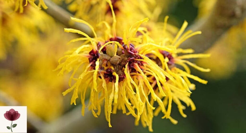 Witch Hazel