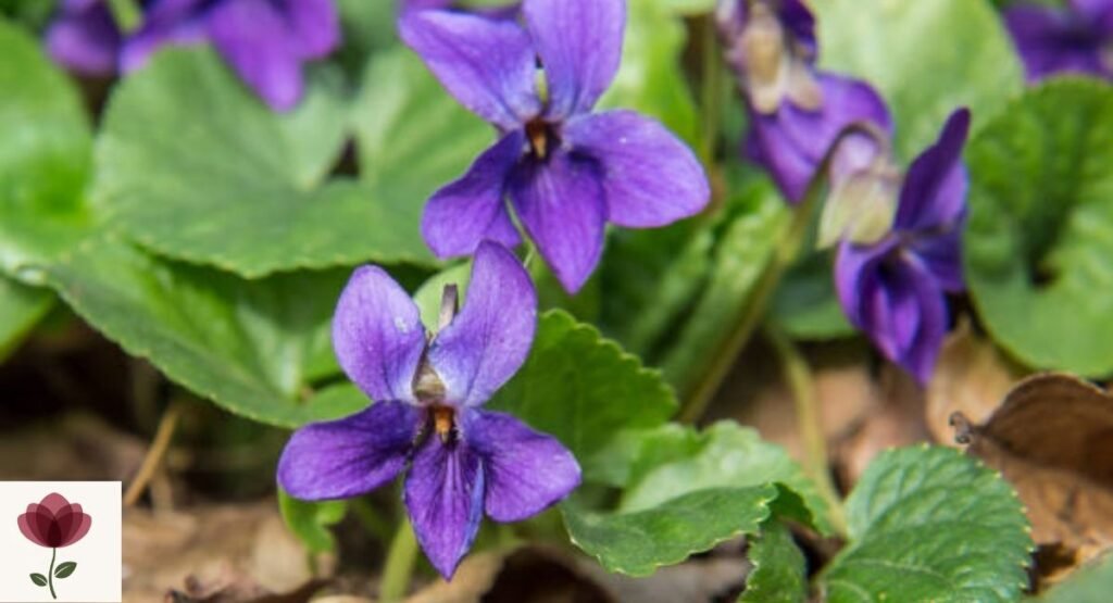 Wood Violet