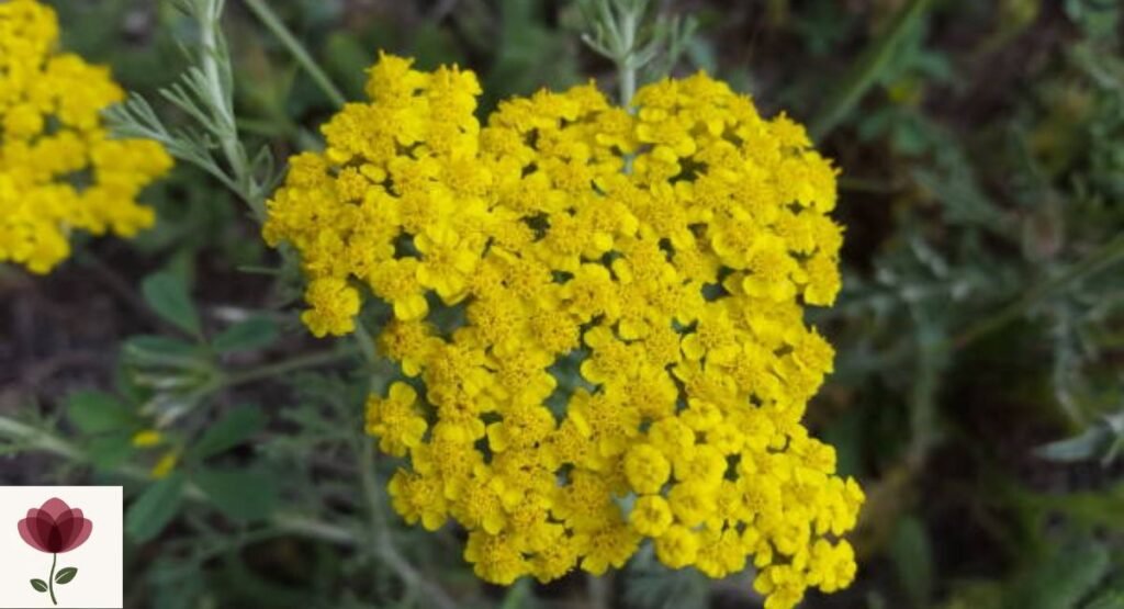 Woolly Yarrow