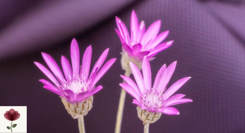 Xeranthemum