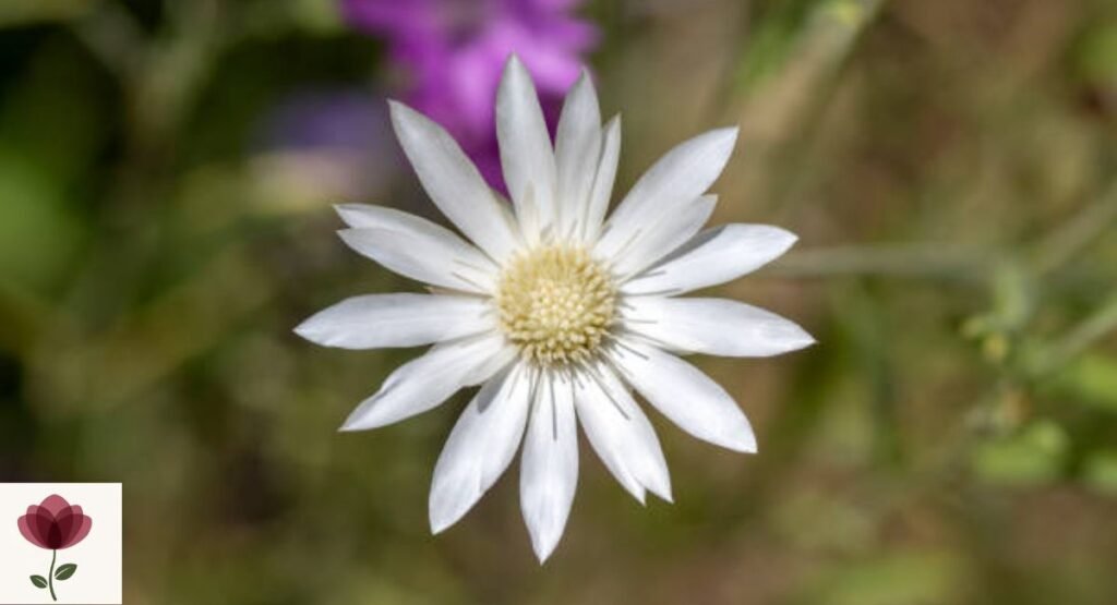 Xeranthemum annuum