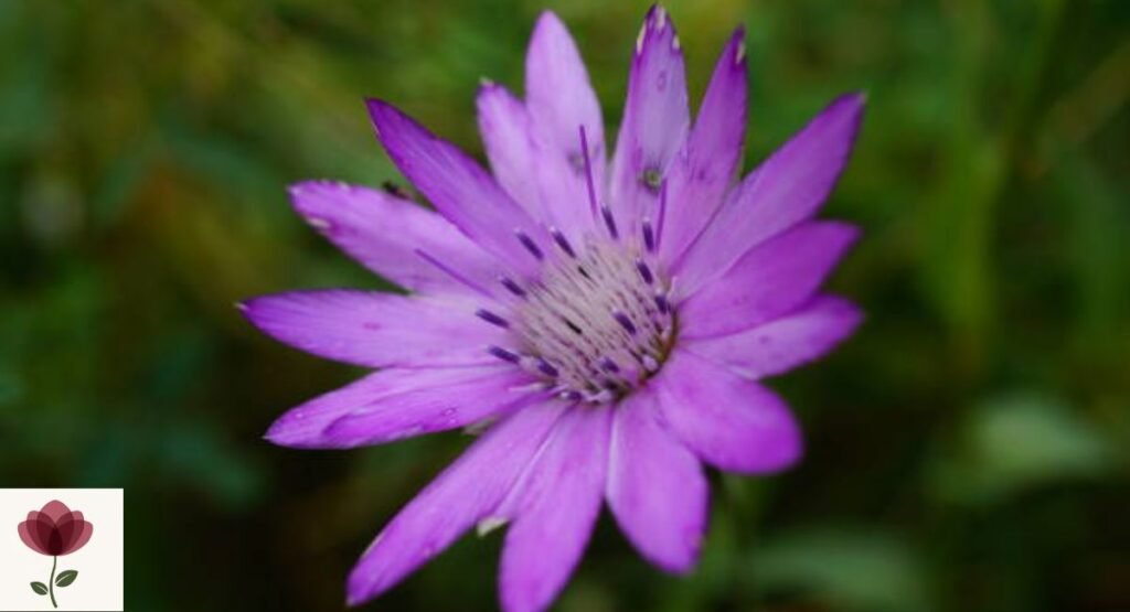 Xeranthemum cylindraceum