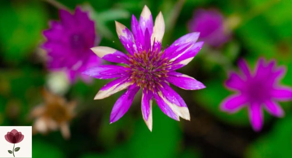 Xeranthemum inapertum