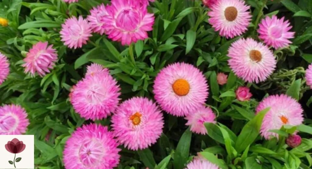 Xerochrysum bicolor