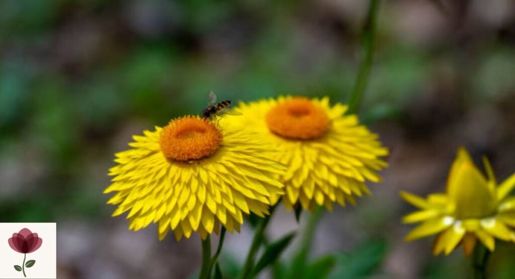 Xerochrysum macranthum