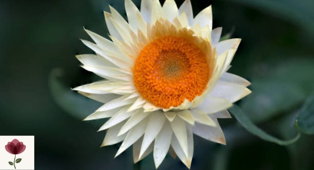 Xerochrysum neoanglicum