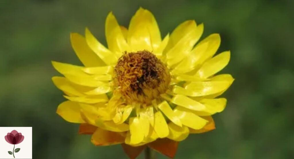 Xerochrysum papillosum