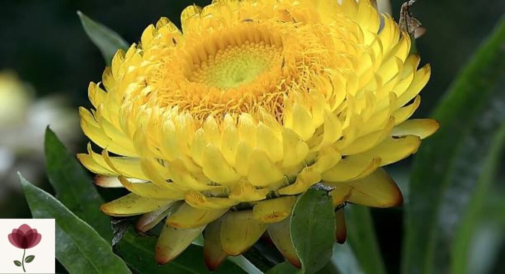 Xerochrysum viscosum