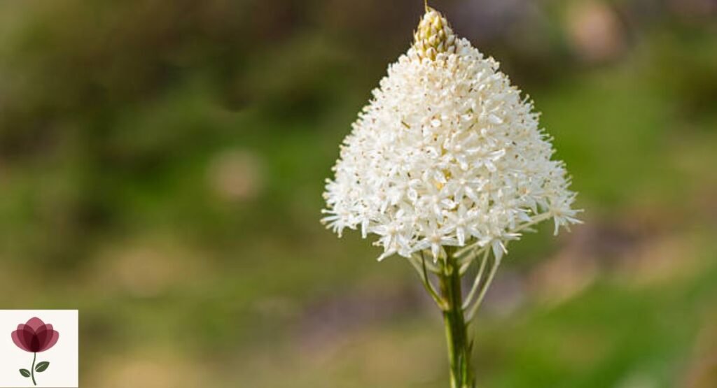 Xerophyllum tenax