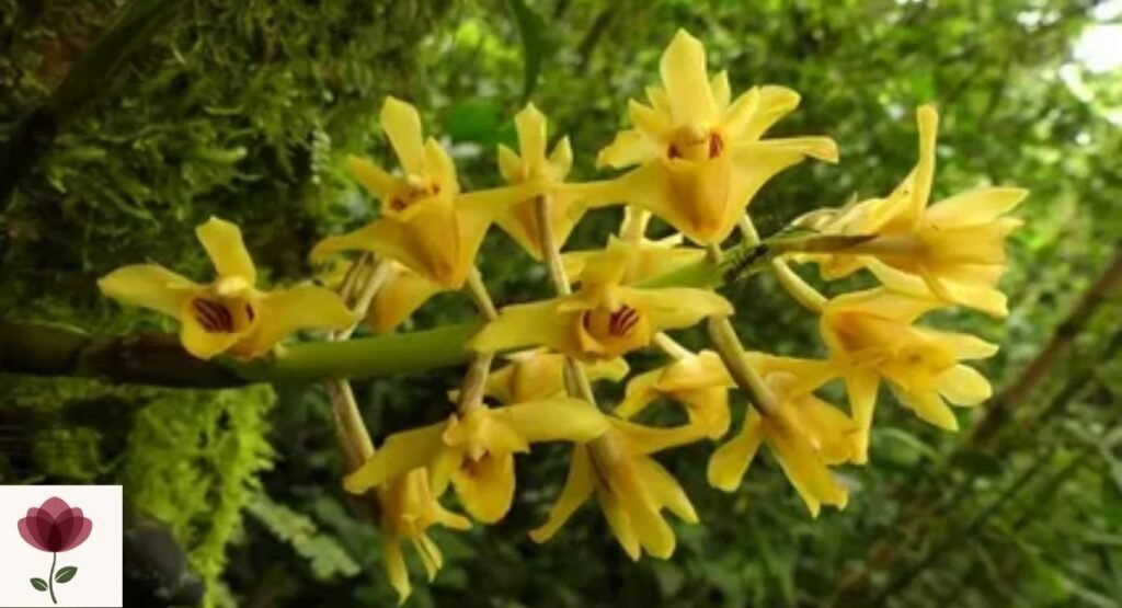 Xylobium undulatum