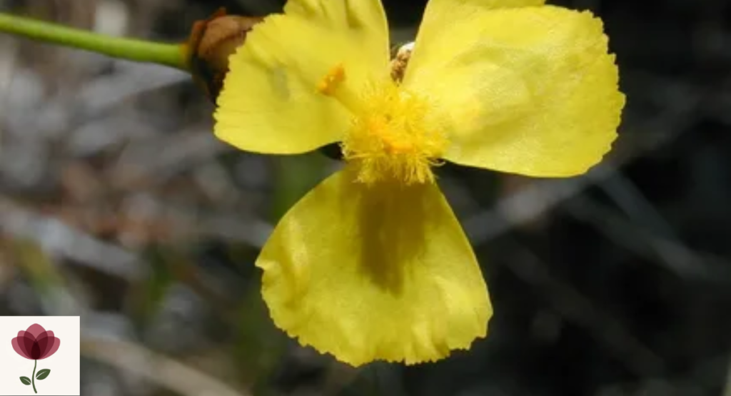 Xyris anceps