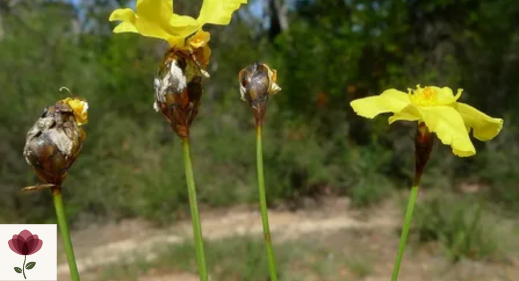 Xyris brevifolia