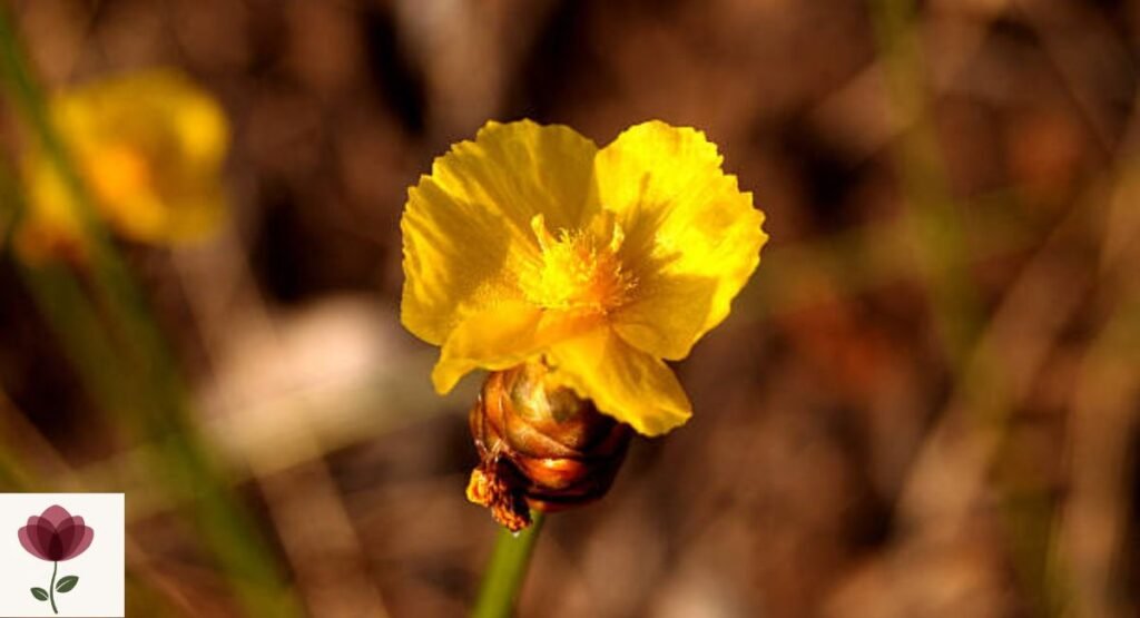 Xyris difformis