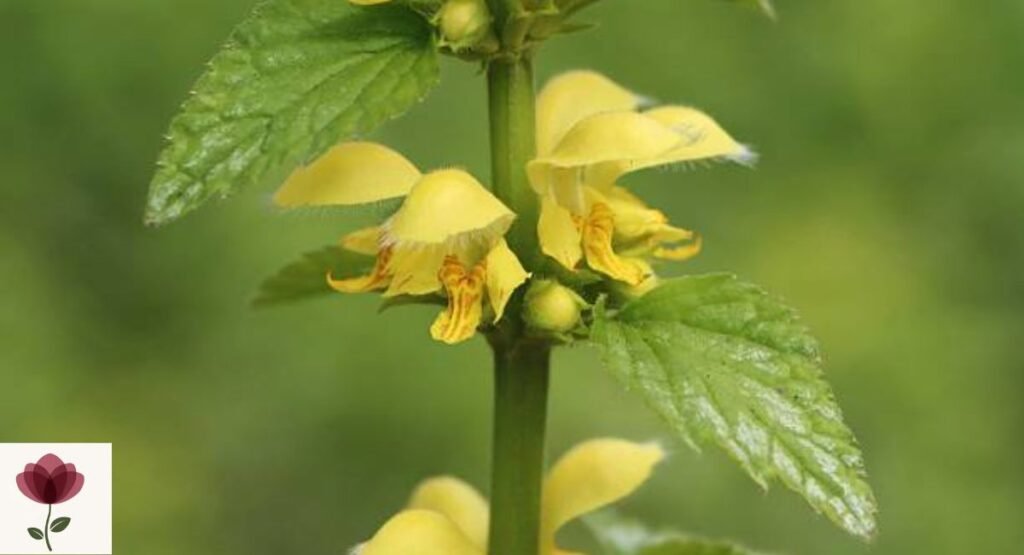 Yellow Archangel