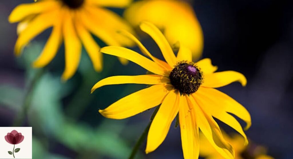 Yellow Coneflower