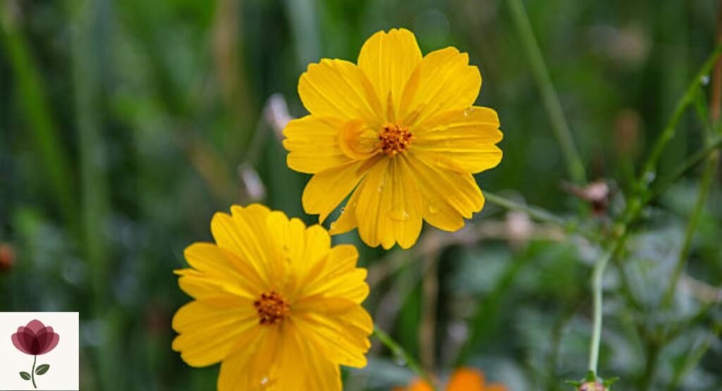 Yellow Cosmos