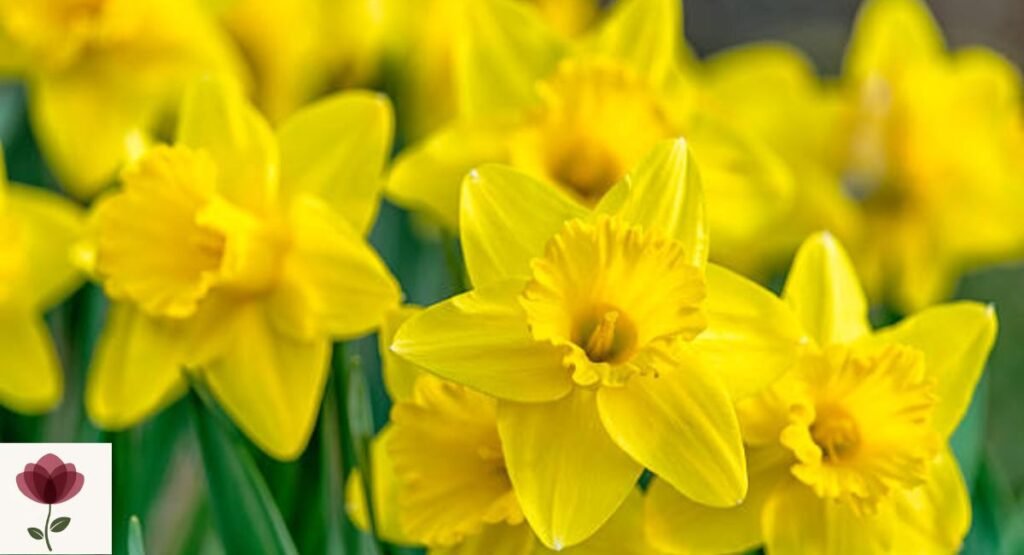 Yellow Daffodil