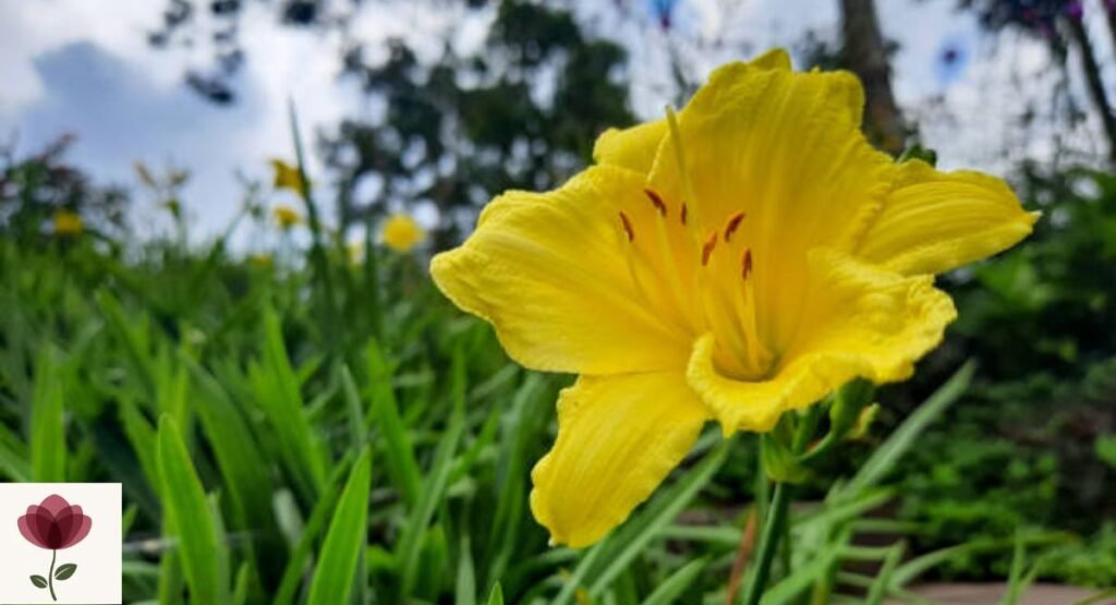 Yellow Daylily
