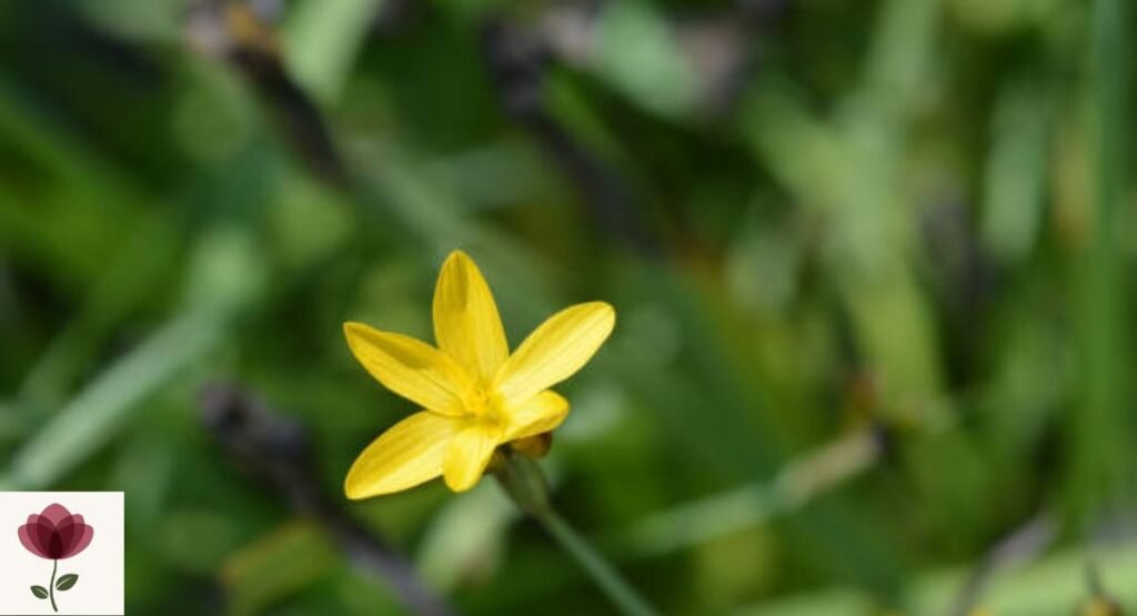 Yellow-Eyed Grass
