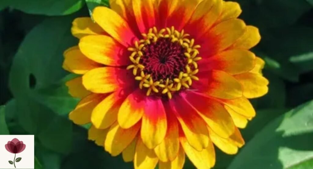 Yellow Flame