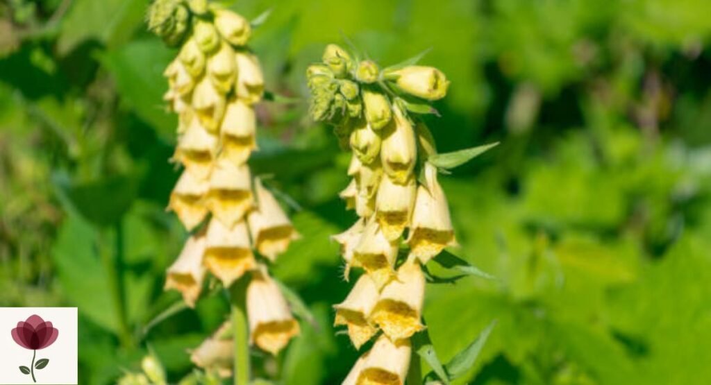 Yellow Foxglove