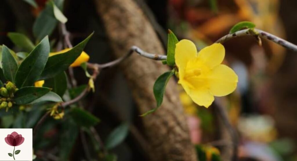 Yellow Jessamine