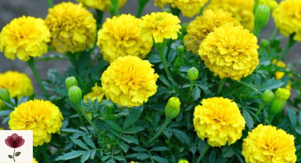 Yellow Marigold