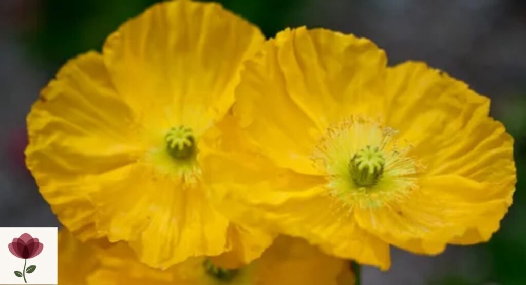 Yellow Poppy