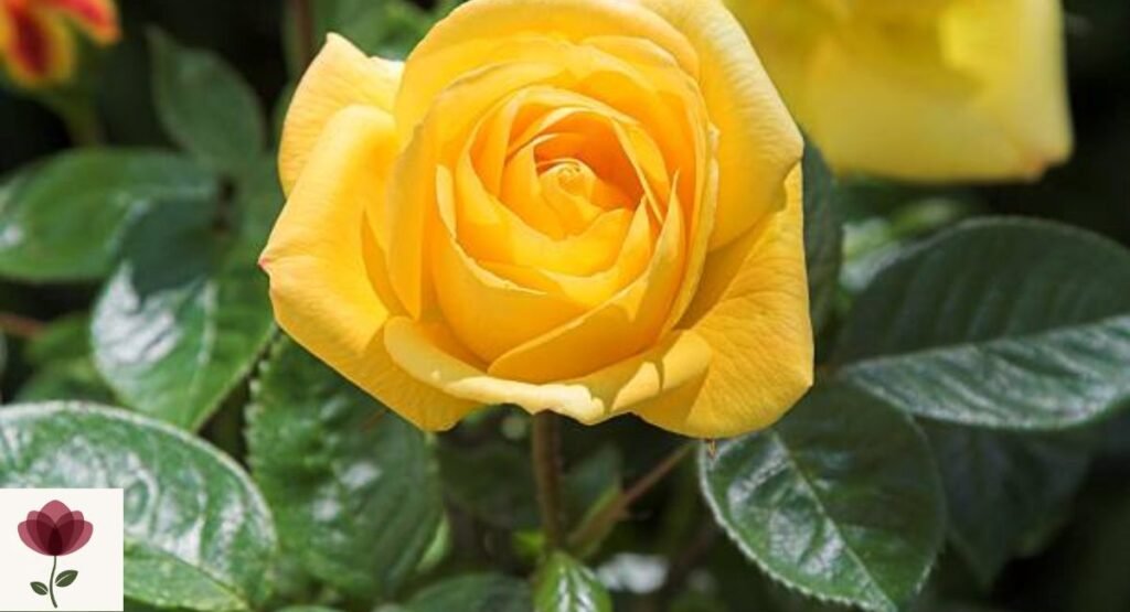 Yellow Rose