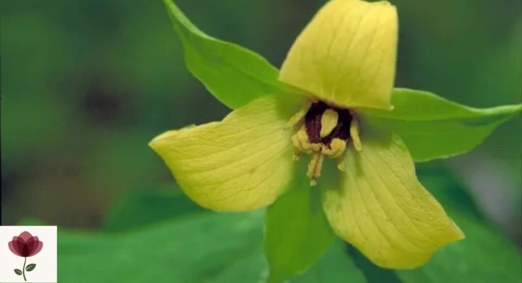 Yellow Trillium