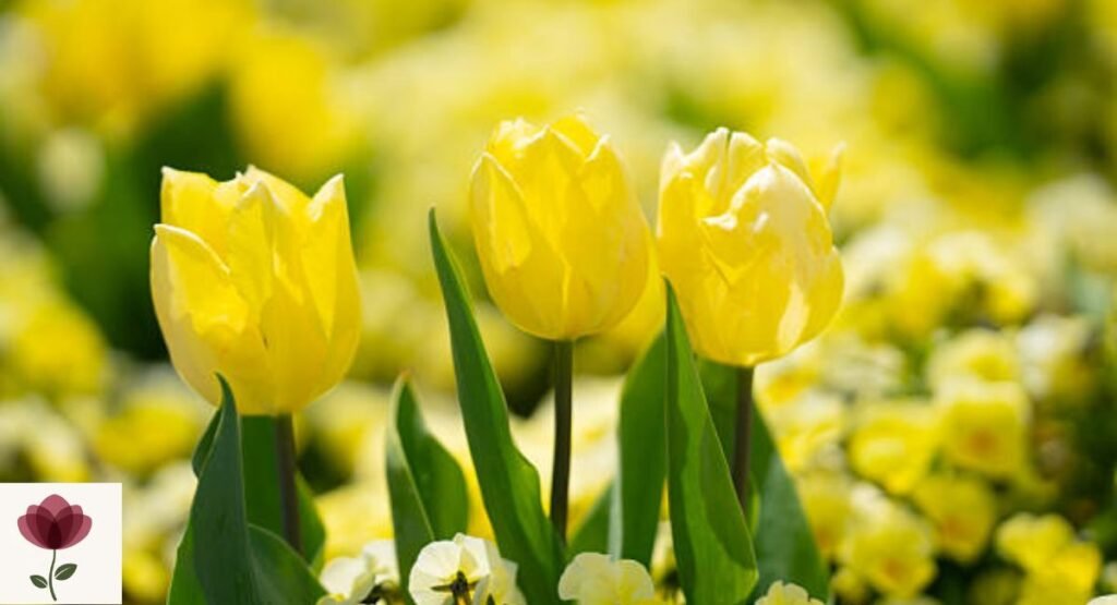 Yellow Tulip