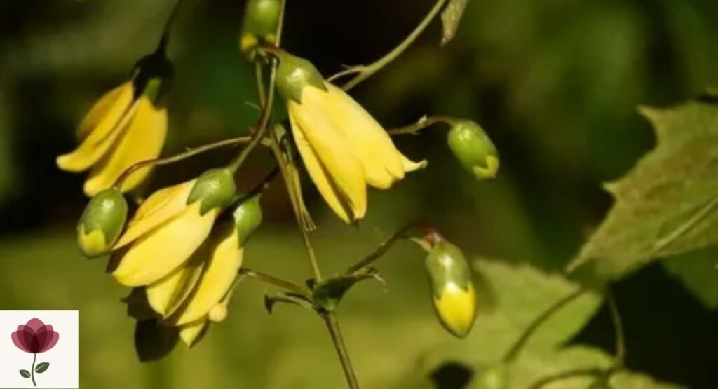Yellow Waxbells