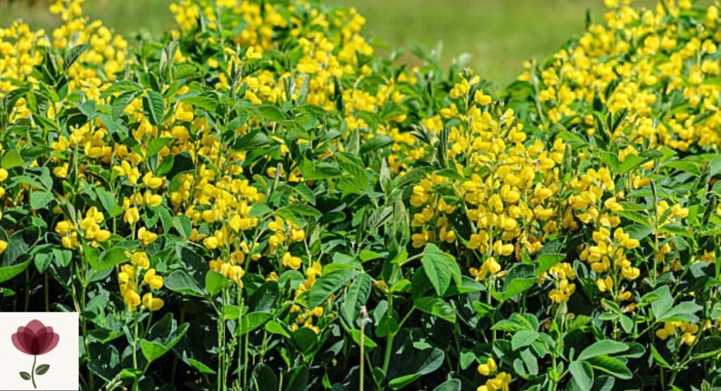 Yellow Wild Indigo