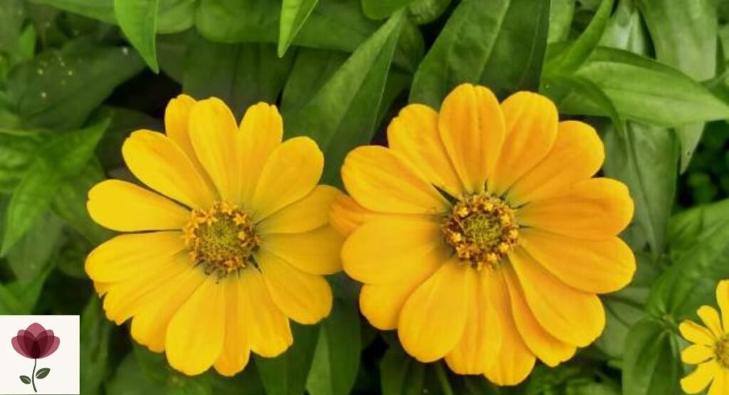 Yellow Zinnia