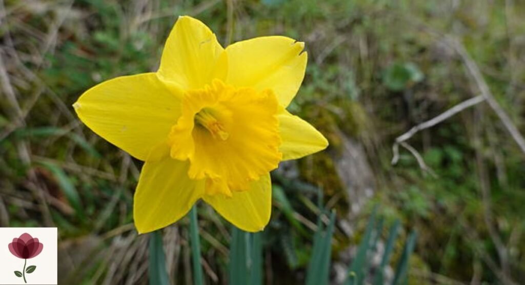 Yellowhorn