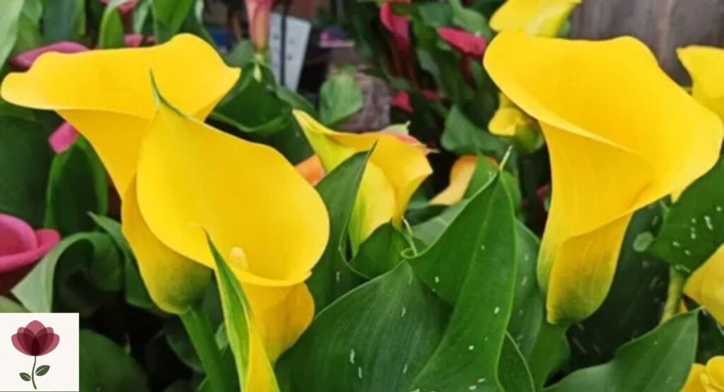 Zantedeschia elliottiana
