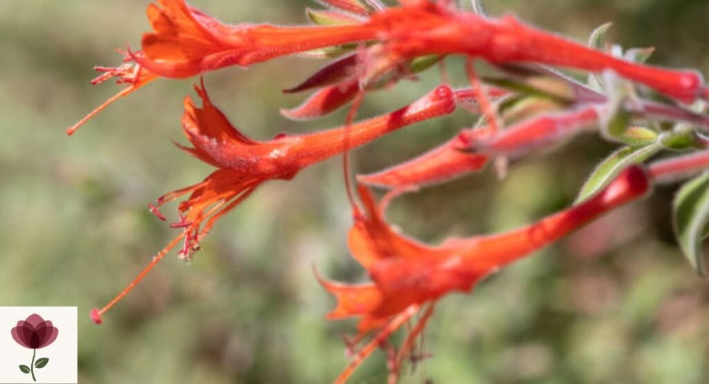 Zauschneria californica