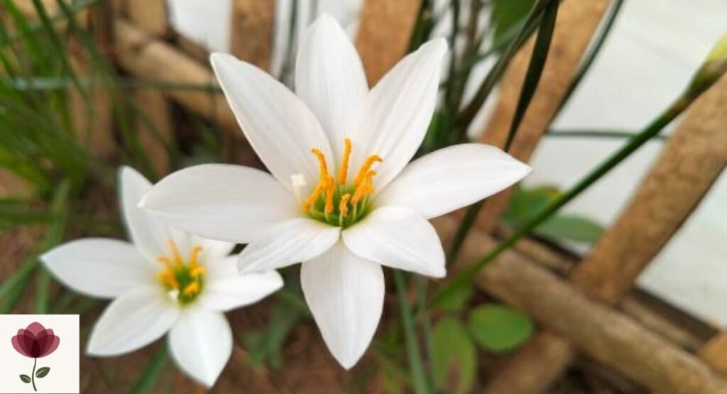 Zephyranthes