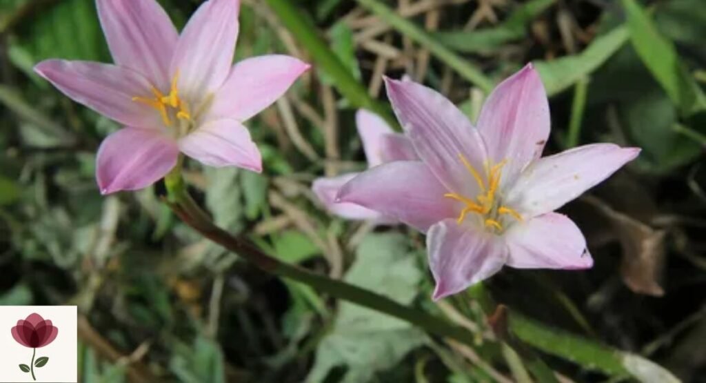 Zephyranthes carinata