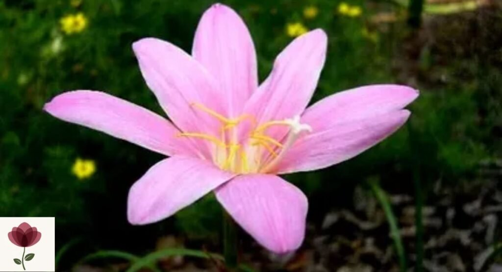 Zephyranthes grandiflora