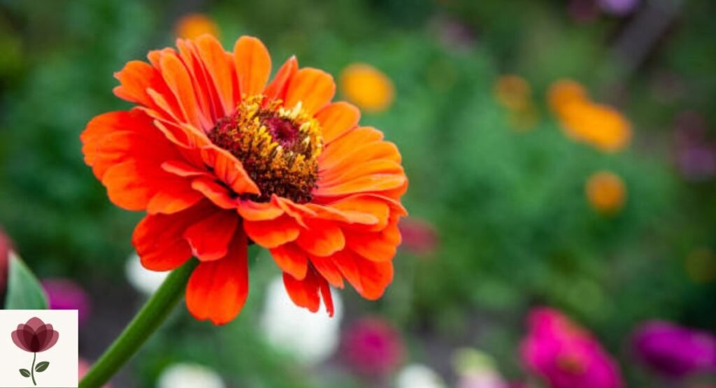 Zinnia