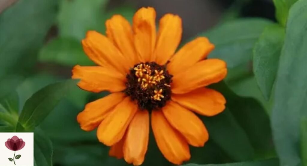Zinnia angustifolia