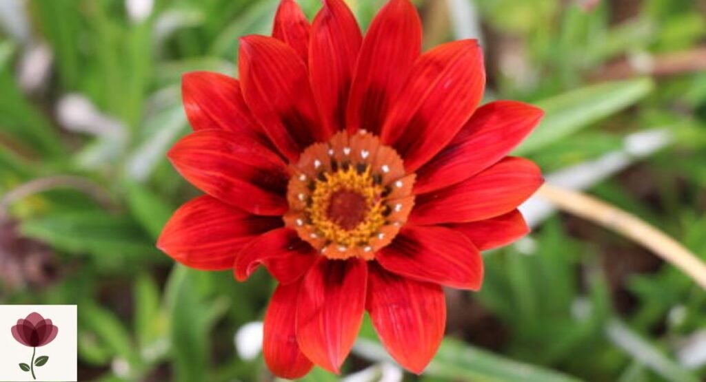 Zinnia linearis