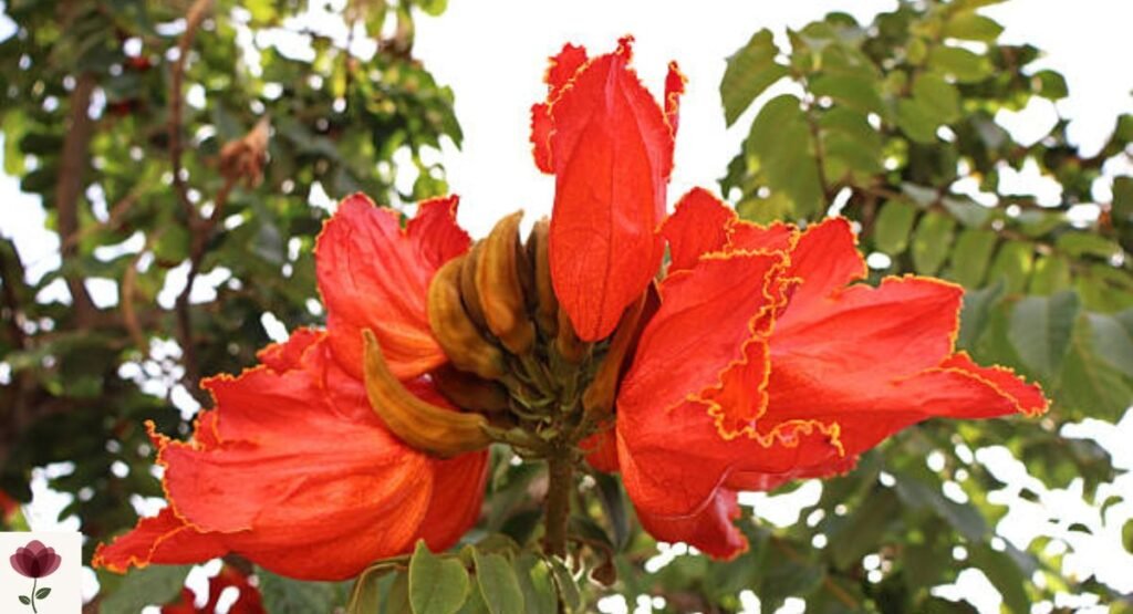 African Tulip Tree