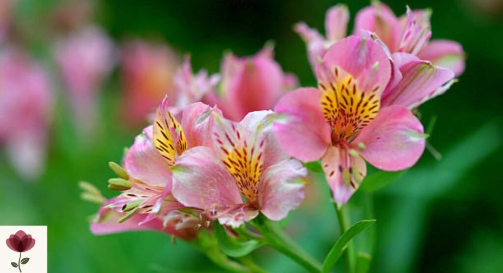 Alstroemeria