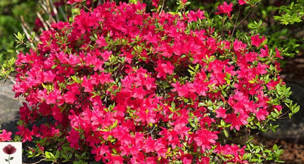 Azalea Tree