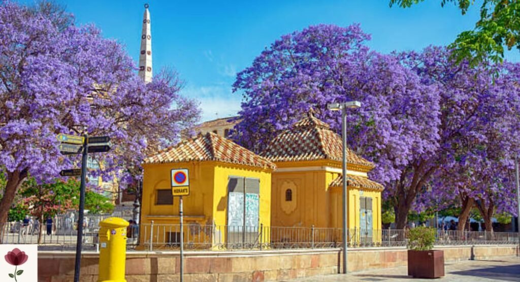 Blue Jacaranda