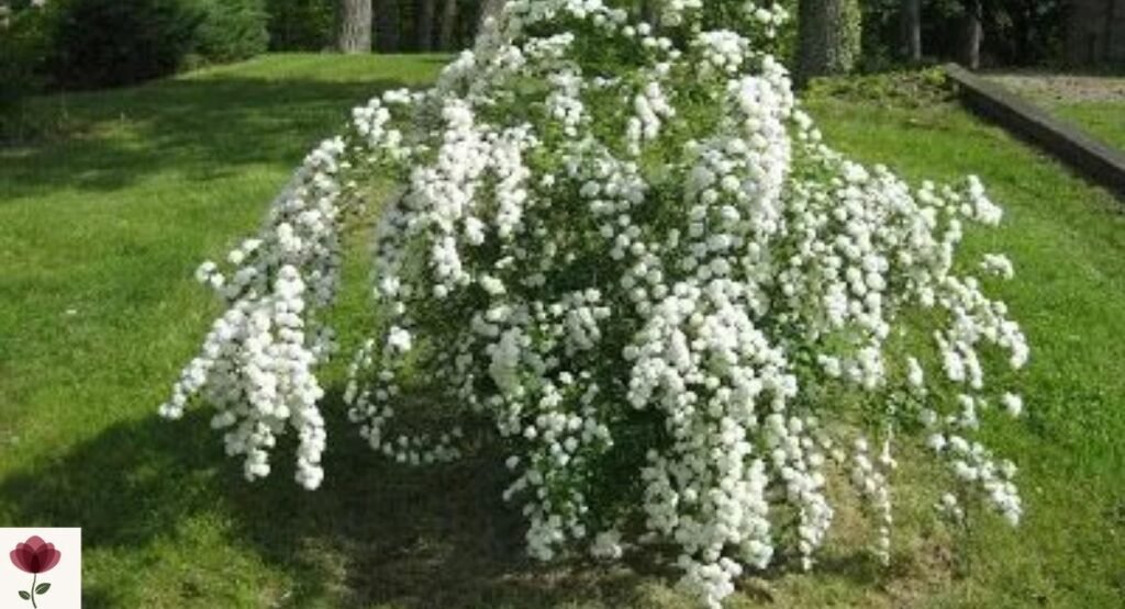 Bridalveil Tree